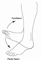 Ankle Rotation